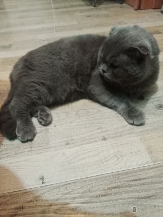 Продается кошка веслоухая.Цена 300$.Договоримся — 2