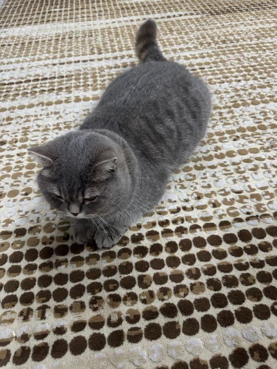 Продаётся серый British Shorthair — 2