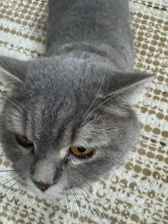 Продаётся серый British Shorthair — 3