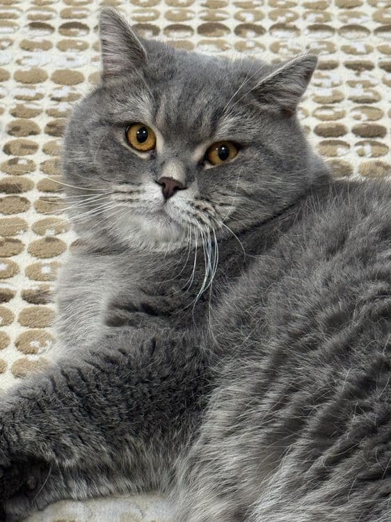Продаётся серый British Shorthair — 4