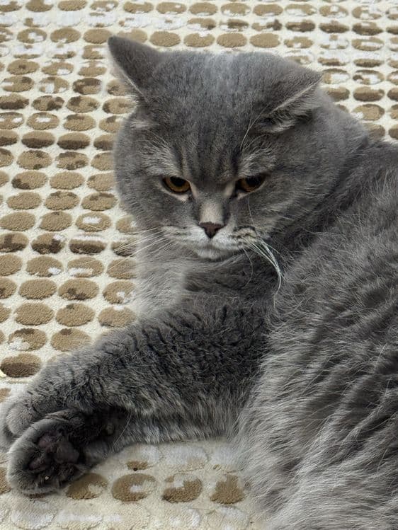 Продаётся серый British Shorthair — 5