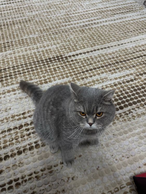 Продаётся серый British Shorthair — 6
