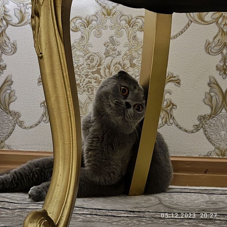 Британский Скоттиш фолд — 2