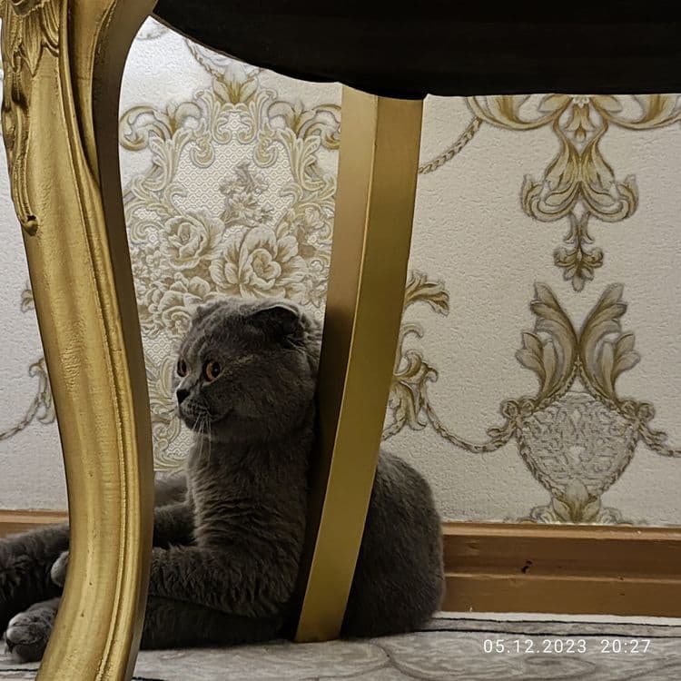 Британский Скоттиш фолд — 3