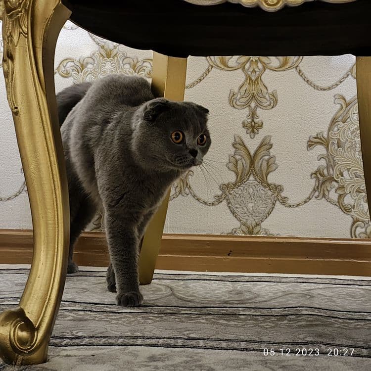 Британский Скоттиш фолд — 4