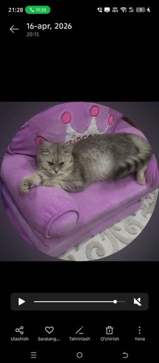 Zolotaya Shinshilla Britanski — 3