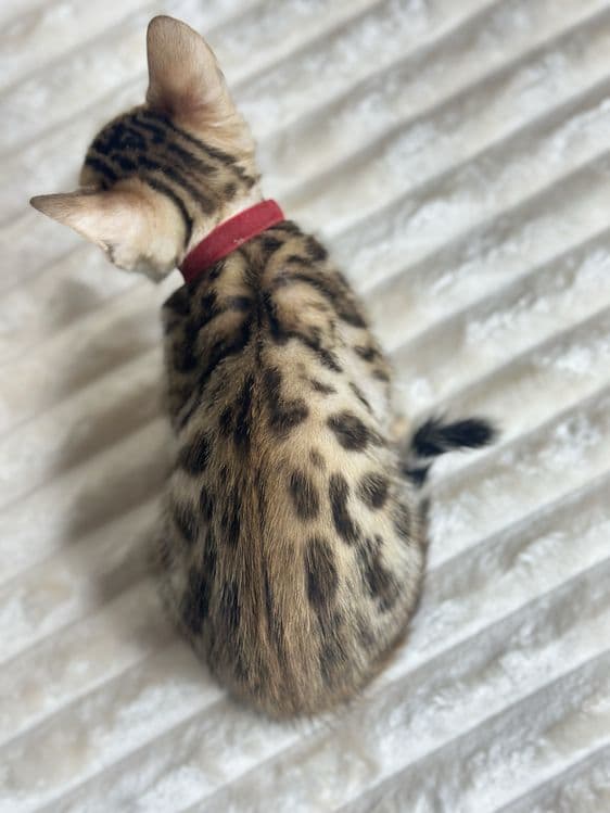 Toza qon bengal bolalari — 4