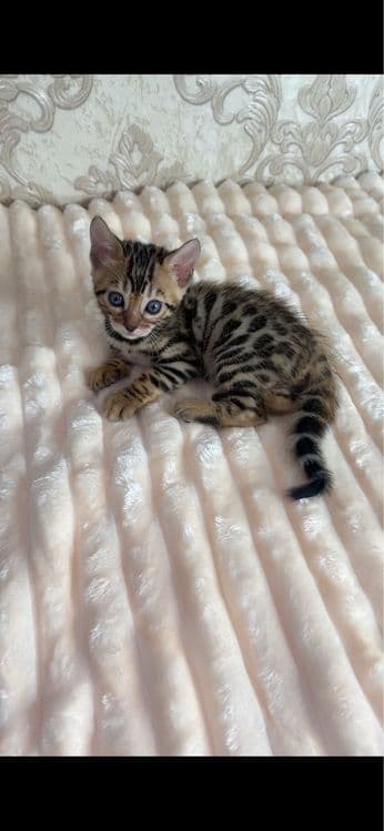 Toza qon bengal bolalari — 8