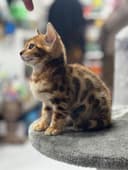 Продаётся чистокровный бенгальский котёнок