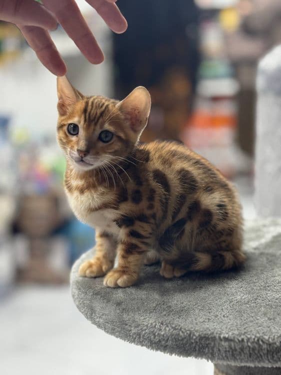 Продаётся чистокровный бенгальский котёнок — 2