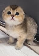 Котята от правильной вязки