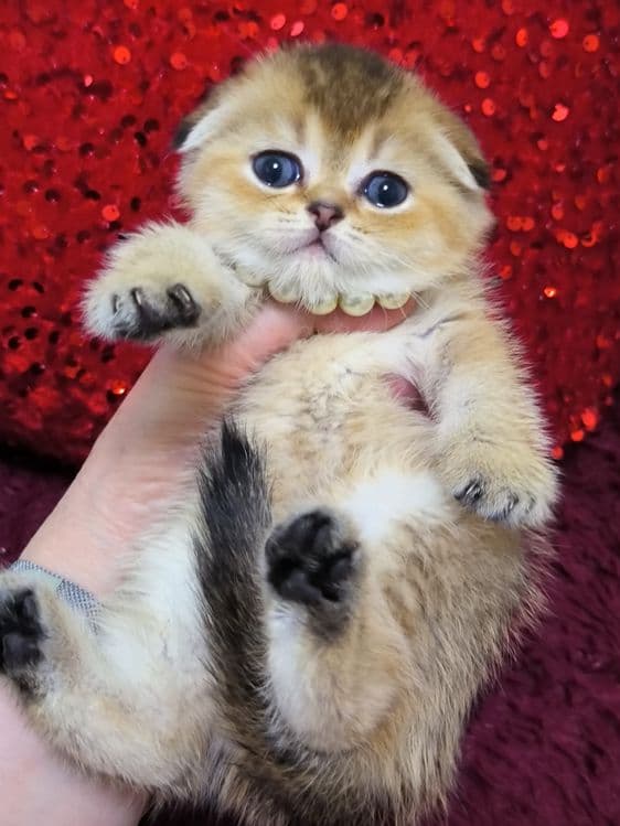 Котята от правильной вязки — 2