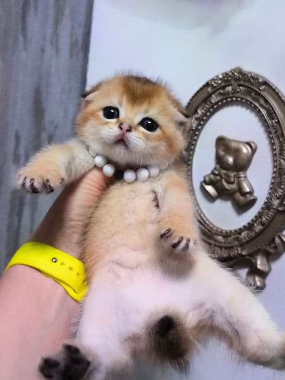 Котята от правильной вязки — 3