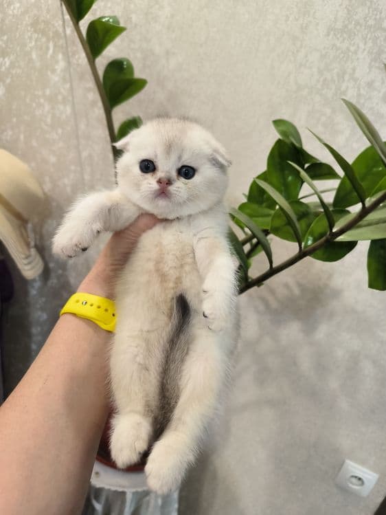 Котята от правильной вязки — 4