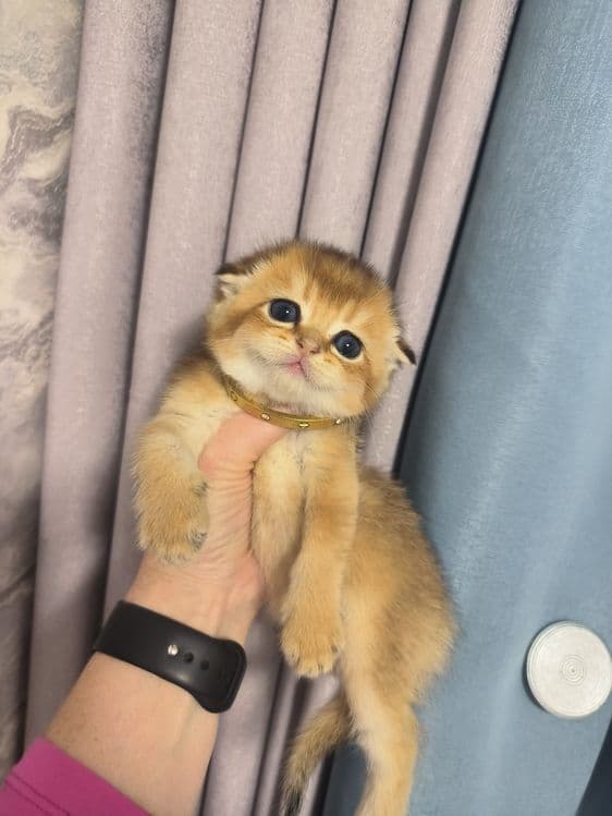 Котята от правильной вязки — 5