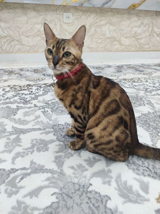 Срочно продаётся кошка Бенгальской породы. — 2