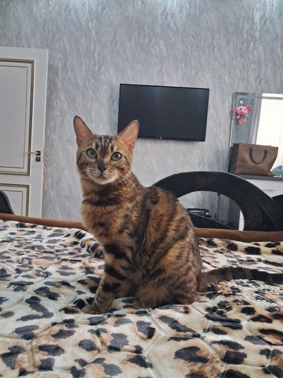 Срочно продаётся кошка Бенгальской породы. — 3