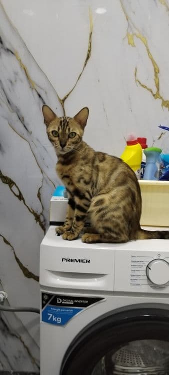 Срочно продаётся кошка Бенгальской породы. — 5