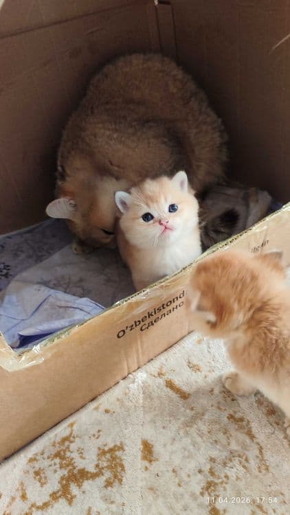 Готовится к продаже котята Золотые Шиншиллы — 2