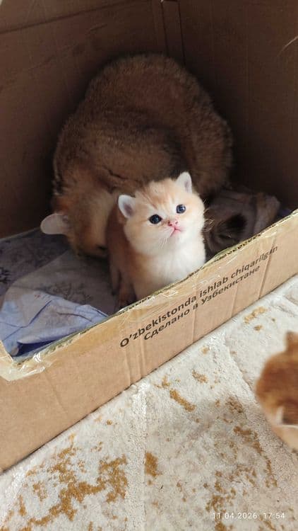 Готовится к продаже котята Золотые Шиншиллы — 3