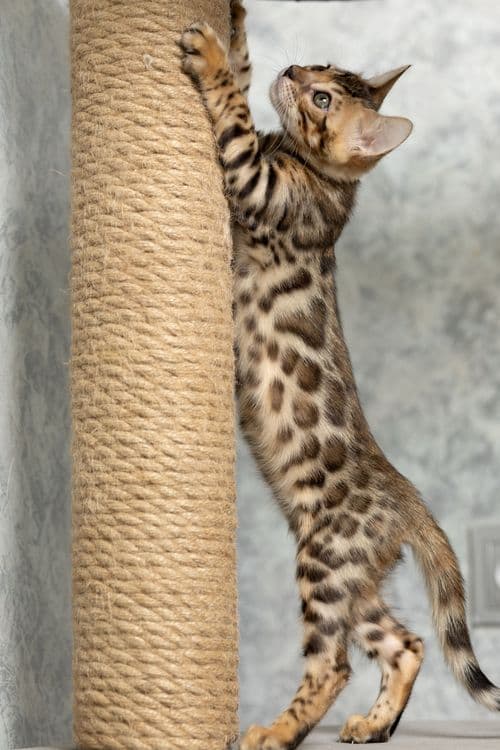 Чистокровные бенгальские котята — 2
