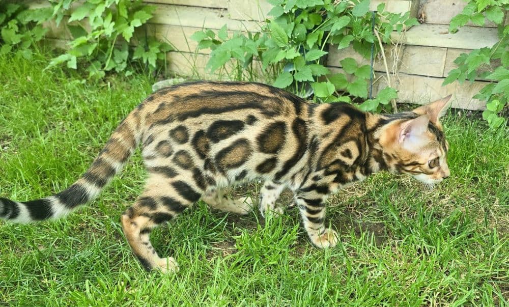 Чистокровные бенгальские котята — 4