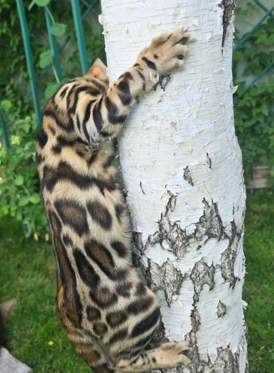 Чистокровные бенгальские котята — 5