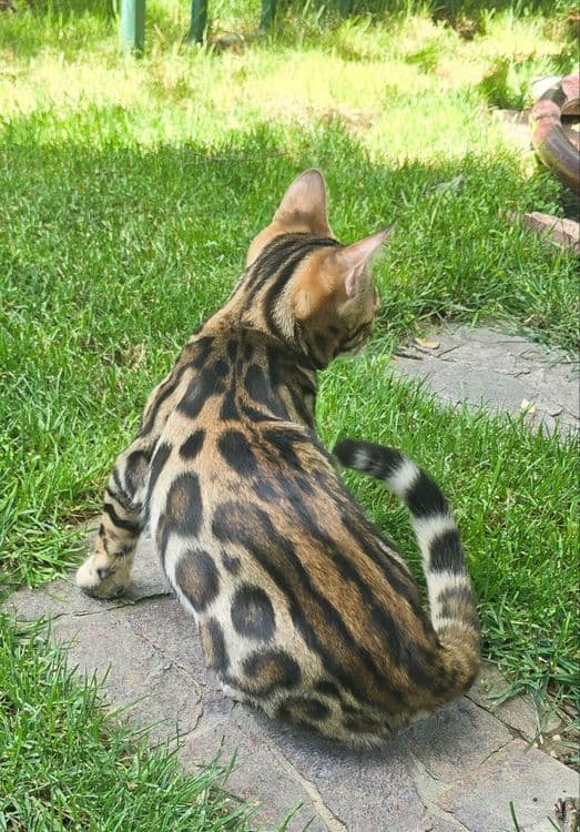 Чистокровные бенгальские котята — 6