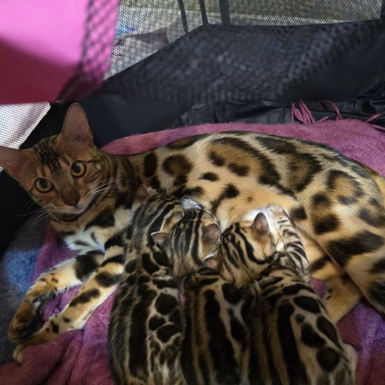 Чистокровные бенгальские котята — 7