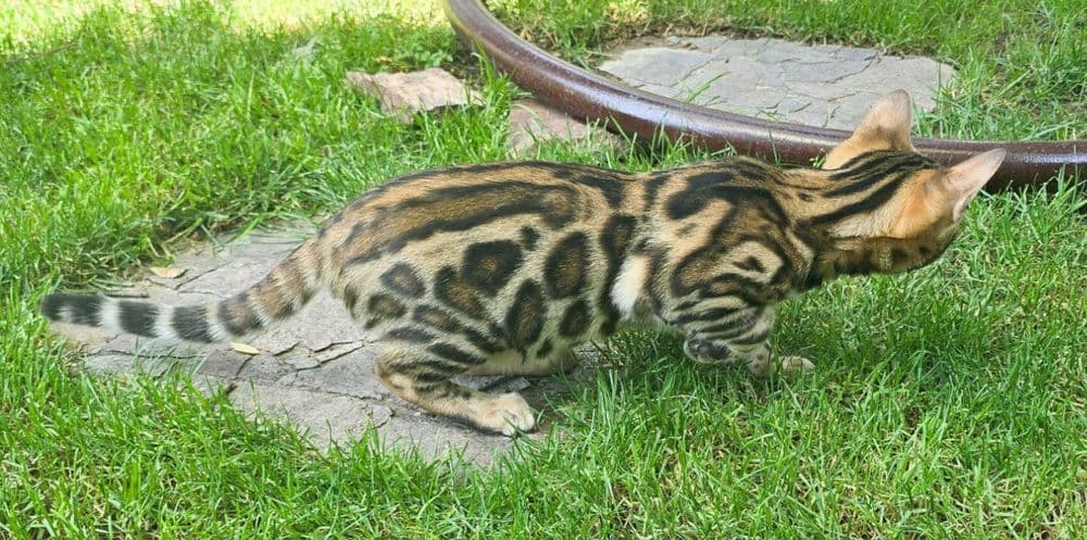 Чистокровные бенгальские котята — 8
