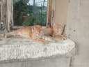 Котята даром бесплатно