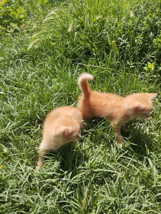 Котята даром бесплатно — 3