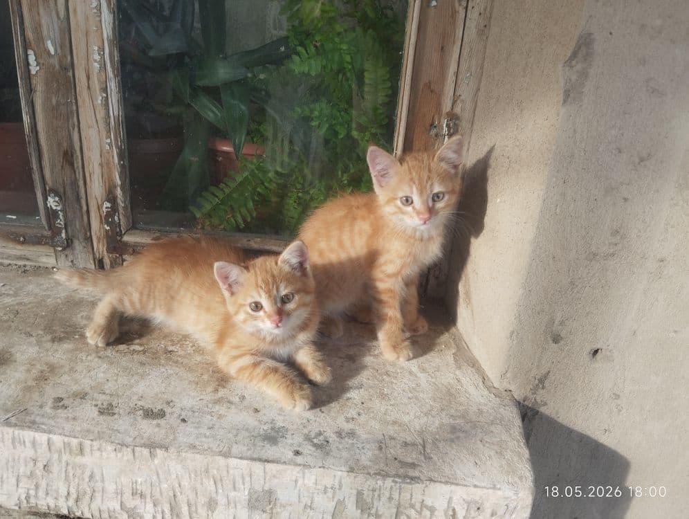 Котята даром бесплатно — 4