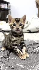 Клубные бенгальские котята