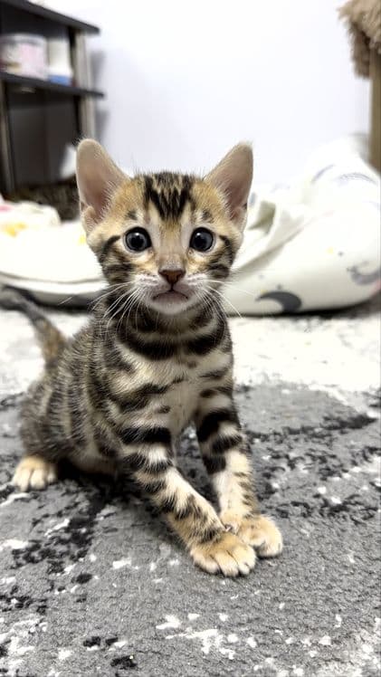 Клубные бенгальские котята