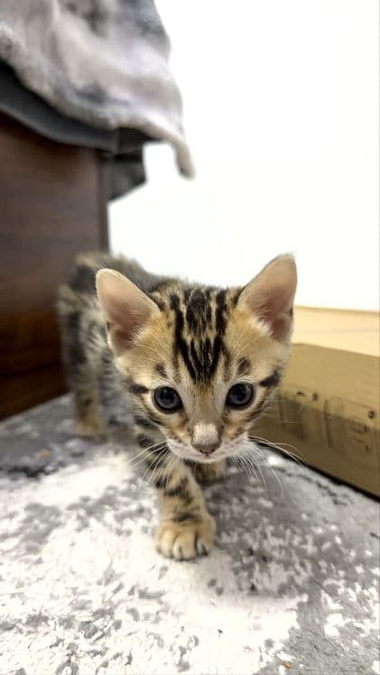 Клубные бенгальские котята — 2
