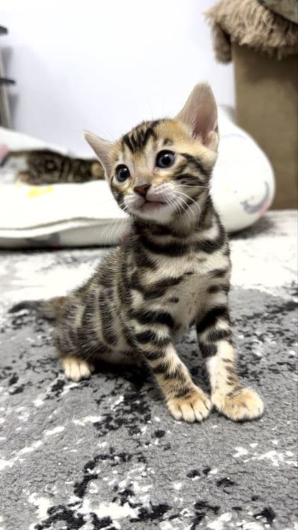 Клубные бенгальские котята — 3
