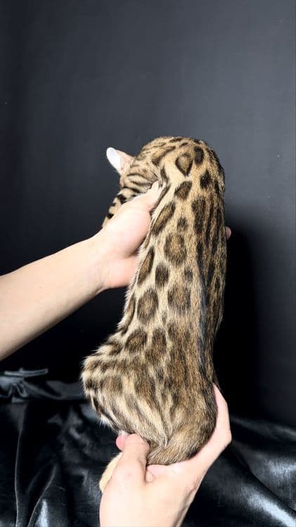 Клубные бенгальские котята — 4