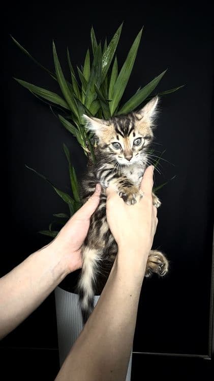 Клубные бенгальские котята — 5
