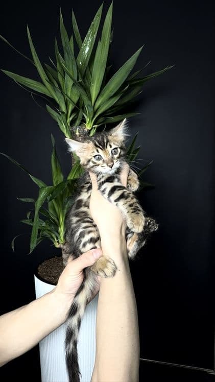Клубные бенгальские котята — 6