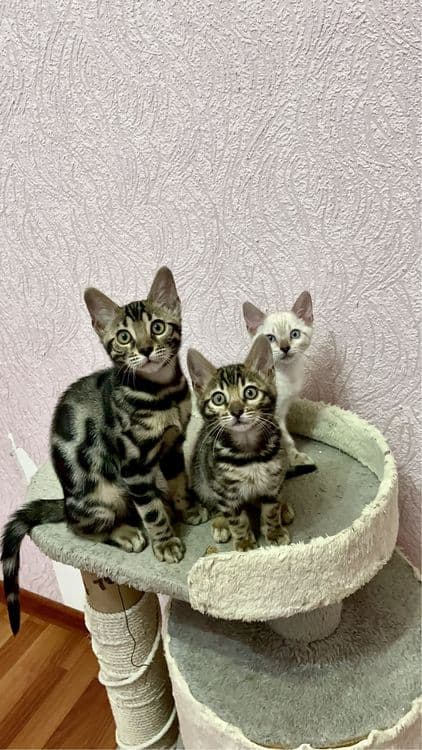 Элитные бенгальские котята! — 2