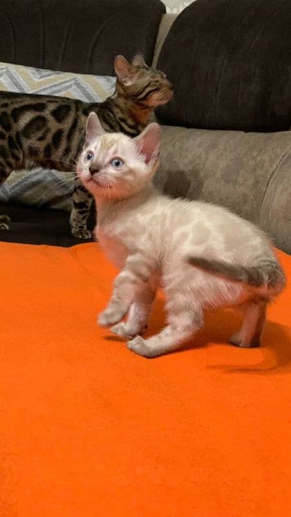Элитные бенгальские котята! — 3