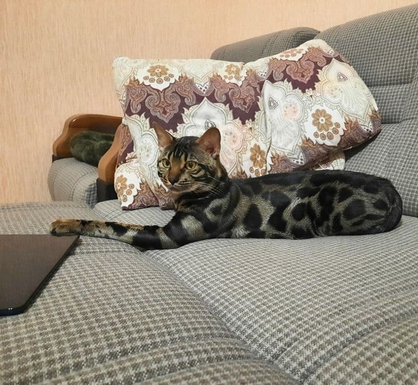 Элитные бенгальские котята! — 4
