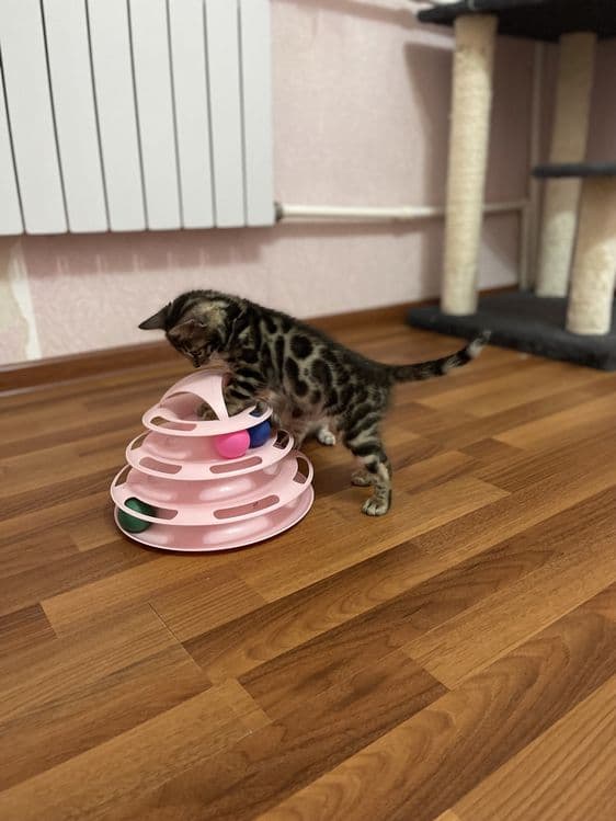 Элитные бенгальские котята! — 5