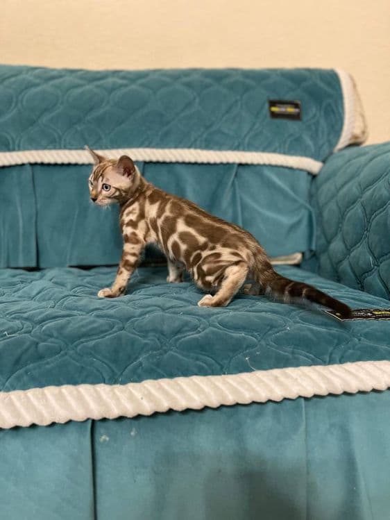 Элитные бенгальские котята! — 6