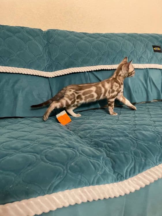 Элитные бенгальские котята! — 7