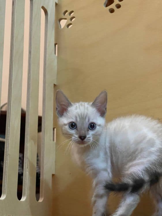 Элитные бенгальские котята! — 8
