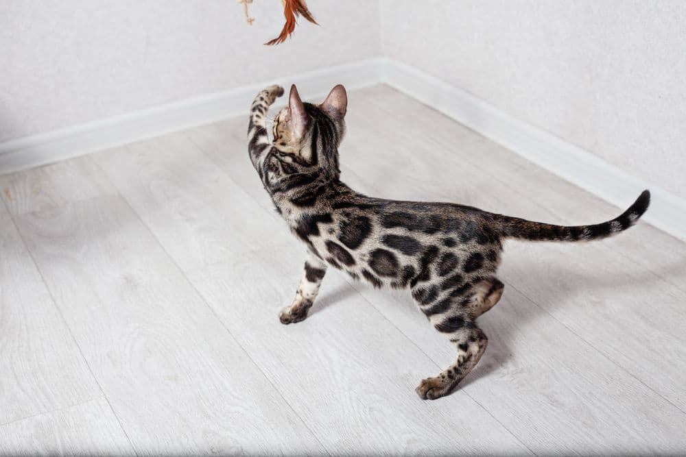 Чистокровные бенгалы — 7