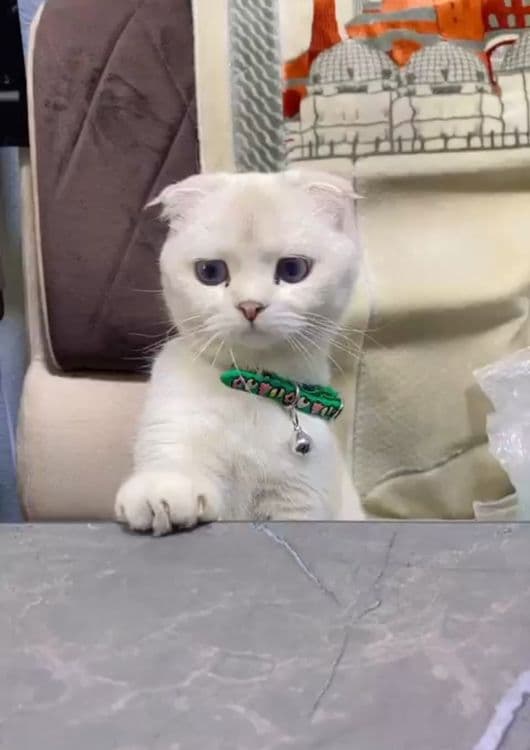 scottish fold shinshila — 1