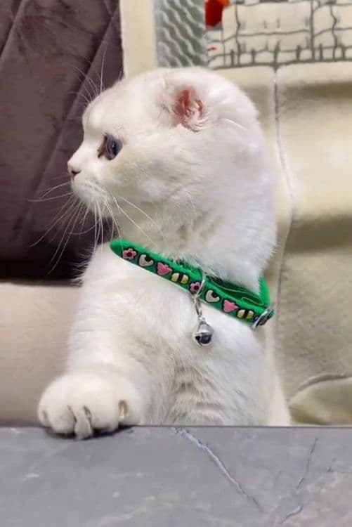 scottish fold shinshila — 2